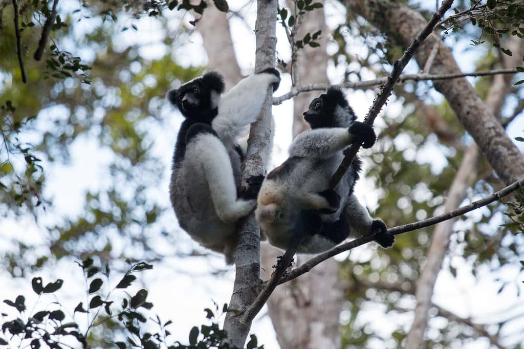 L'Indri : le plus grand lémurien vivant, célèbre pour ses chants puissants